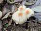 Büdös őzlábgomba (Lepiota cristata), Kisoroszi